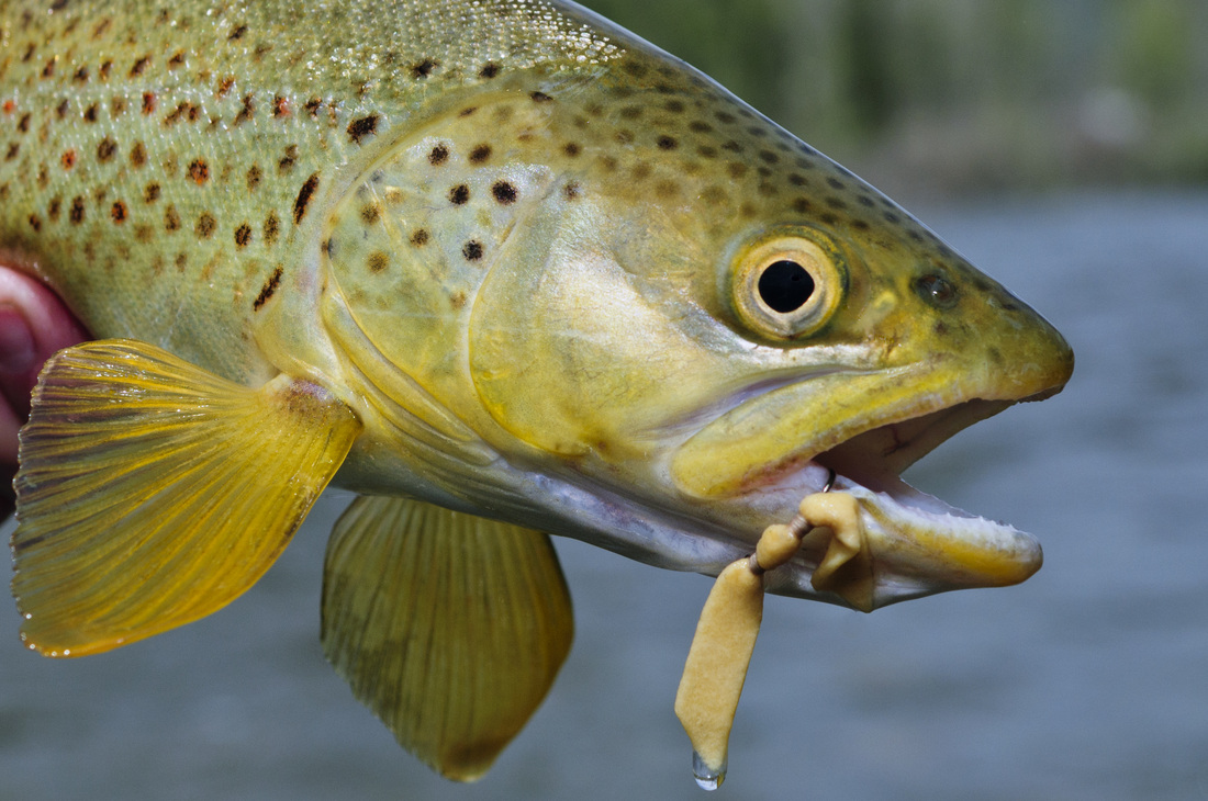 High Water Tips for Successful Spring Fishing - Pat Dorsey Fly Fishing