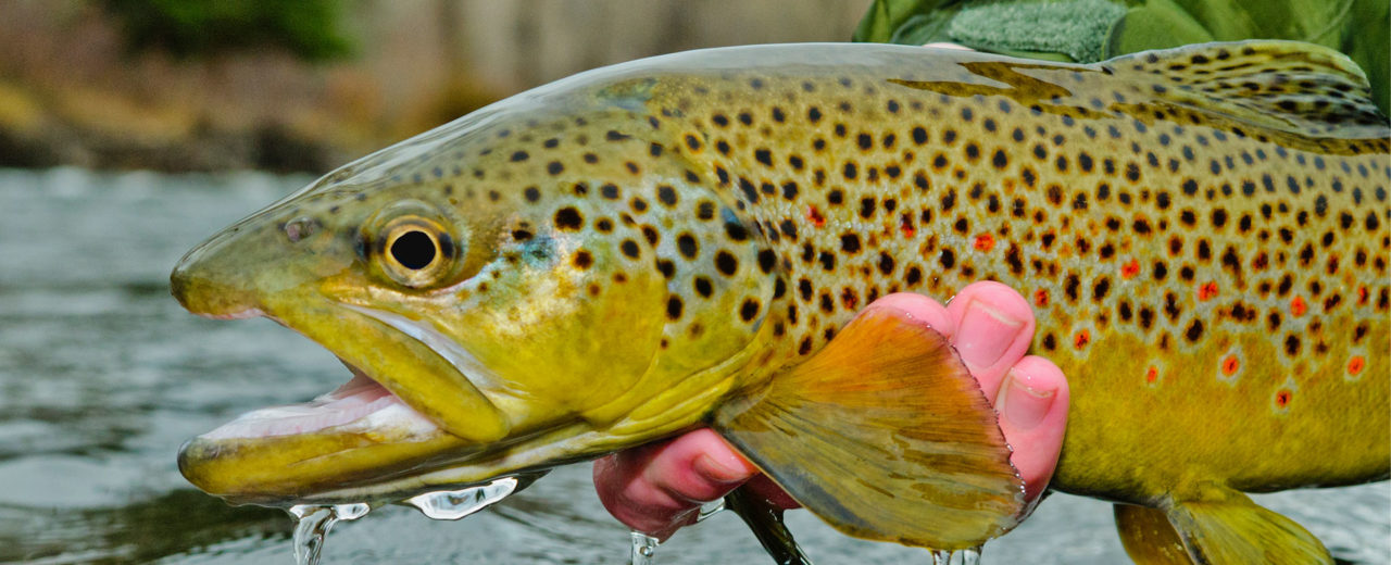 Colorado Fly Fishing with Sponsored Guide & Author Pat Dorsey