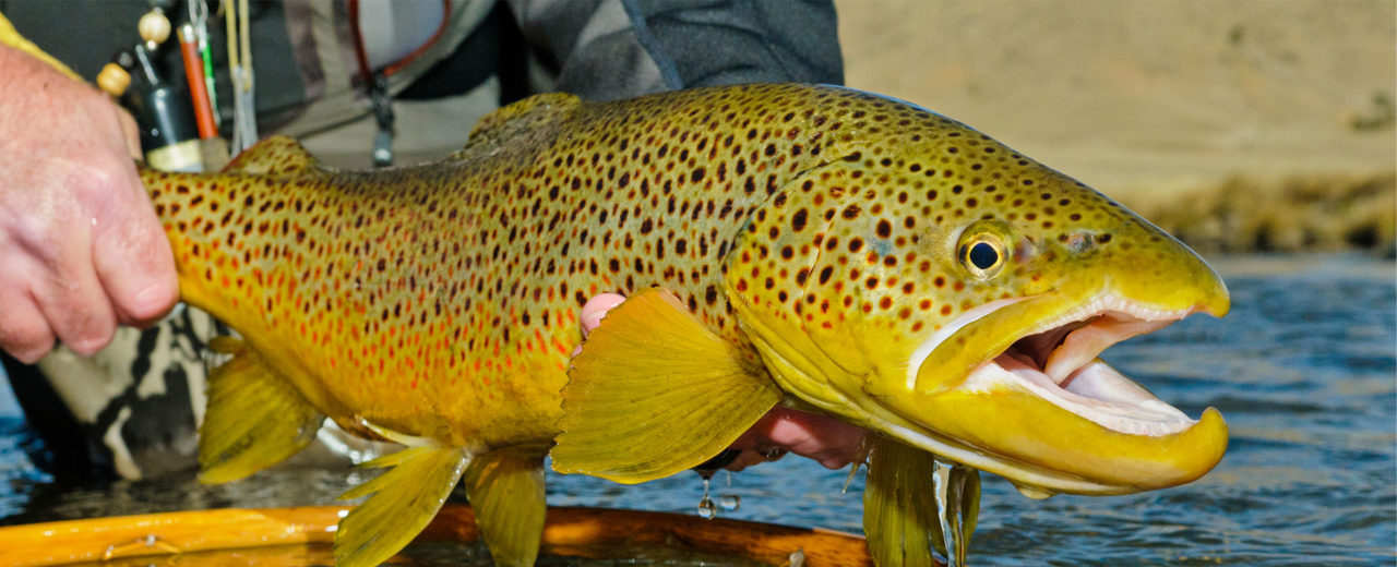 Colorado Fly Fishing with Sponsored Guide & Author Pat Dorsey