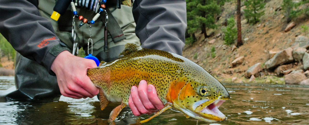 Colorado Fly Fishing with Sponsored Guide Author Pat Dorsey