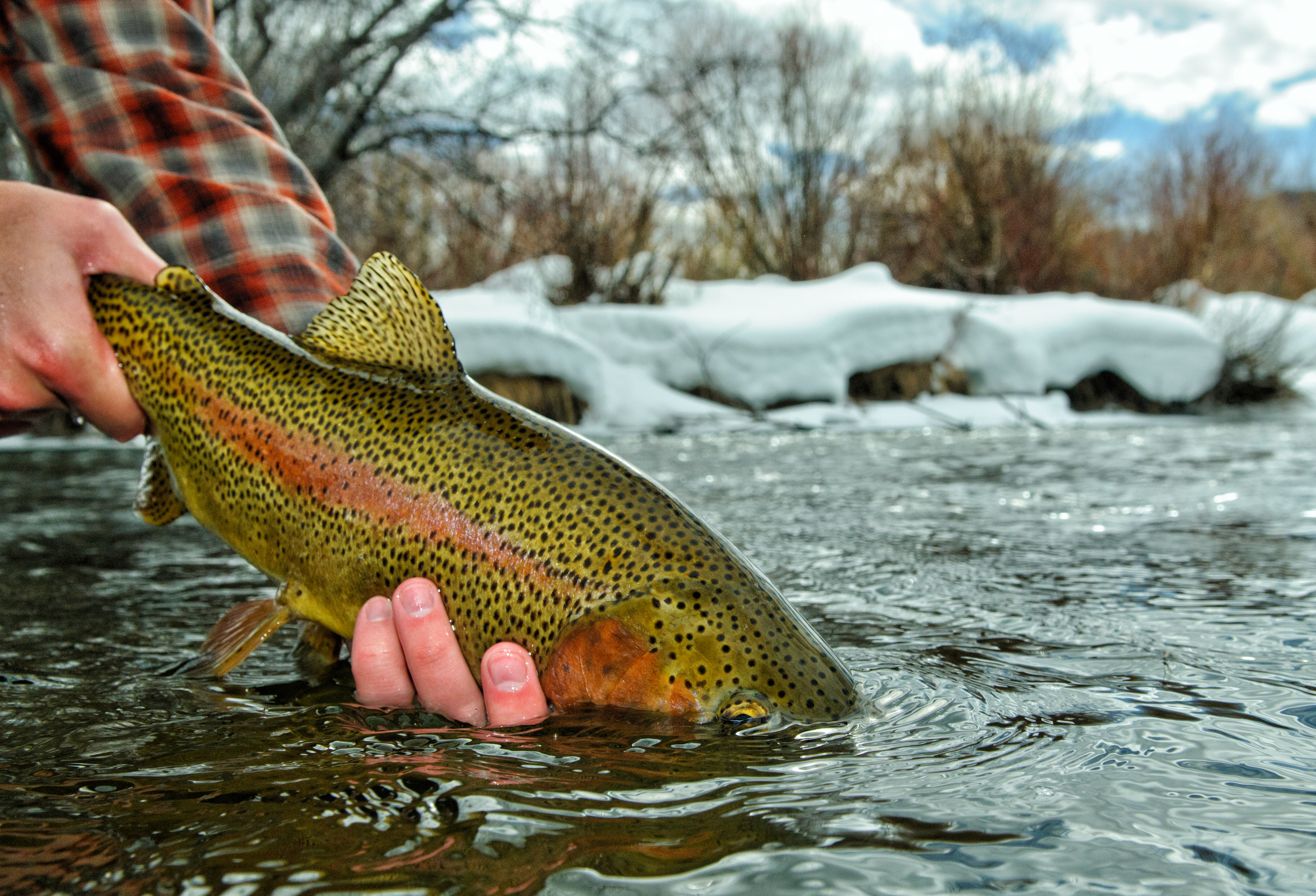 Cold Weather Trout: 4 Tips and Tactics for Winter Trout on the Fly